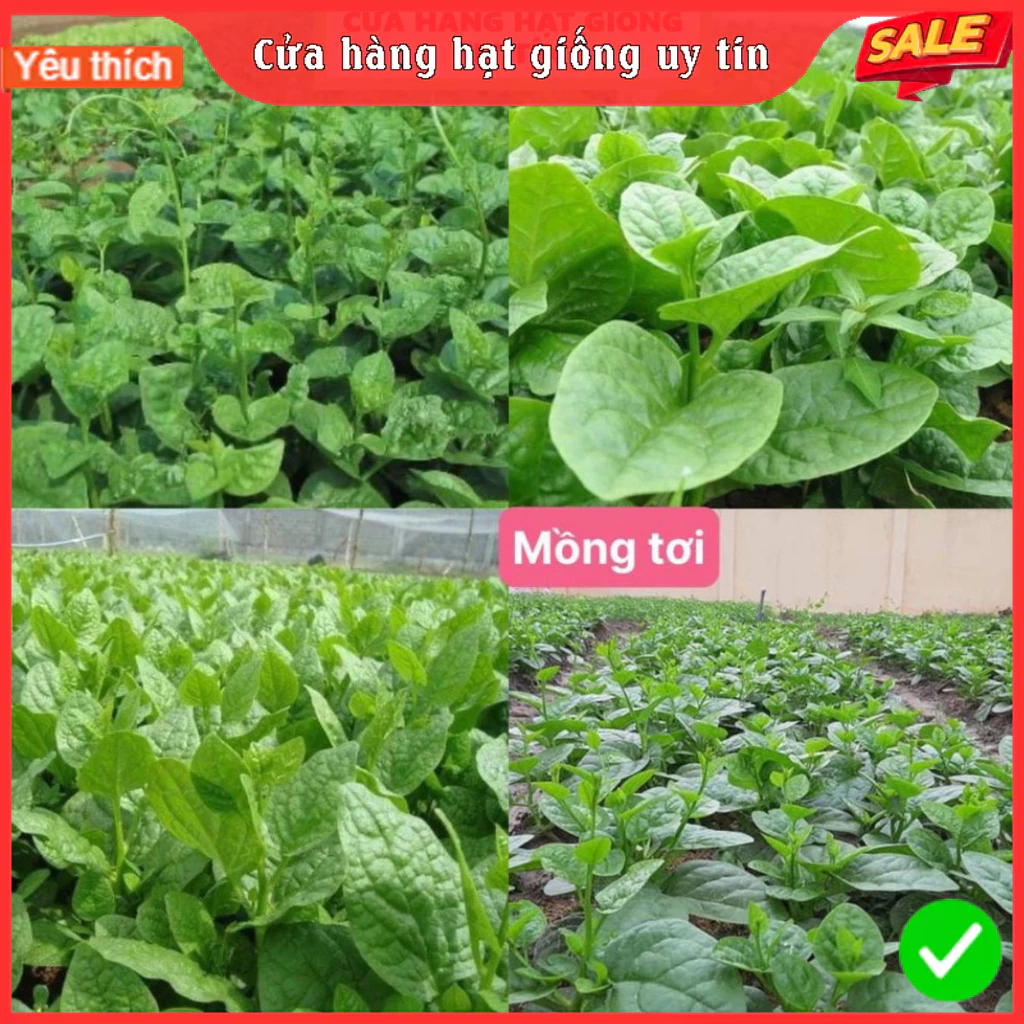 Hạt Giống Rau Cải, Rau Gia Vị & Củ Quả Các Loại 4 Mùa Ăn Quanh Năm, Giống F1 Nảy Mầm Tốt - 5