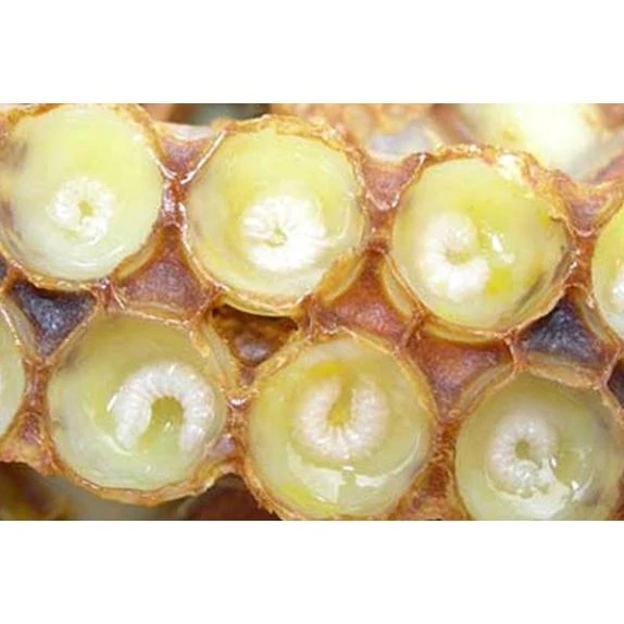 Cao Tinh Nghệ Sữa Ong Chúa LengKengFarm 120g– Mặt Nạ Kem Nghệ Đắp Mặt Giảm Mụn Tàng Nhang - Mặt Nạ Đắp 100% Thiên Nhiên - 6