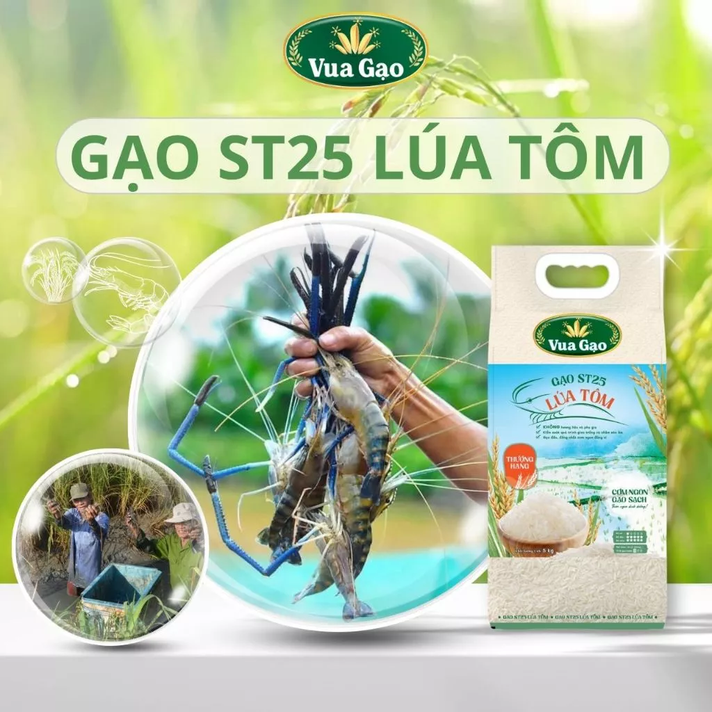 Combo 2 Túi Gạo ST25 Lúa Tôm 5kg – Thương hiệu Vua Gạo - Tổng 10kg - 3