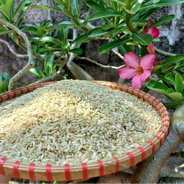 Gạo Lứt Séng Cù , gạo lứt dẻo chính hãng Mộc Việt - 3