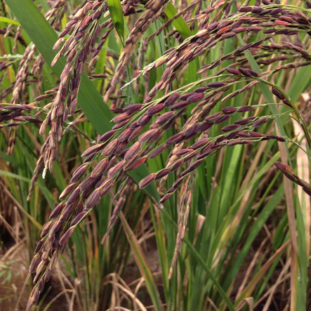 Gạo Lứt Đỏ Điện Biên Dẻo Thơm, Gạo Lứt Hữu Cơ Hỗ Trợ Ăn Kiêng, Eatclean | Một Cọng Rơm - 6