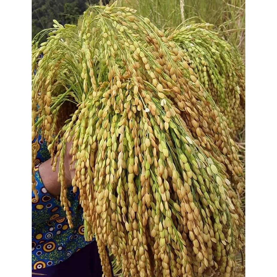 Gạo Nếp Cái Hoa Vàng 1Kg ( Nếp Bắc Hạt Tròn) - HNFoods - Cơm nếp thơm, dẻo nhiều - 5