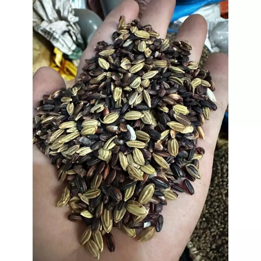 Gạo Nếp cẩm Điện Biên- Gạo nếp than- hàng loại 1 Thơm Dẻo Ngon - 2