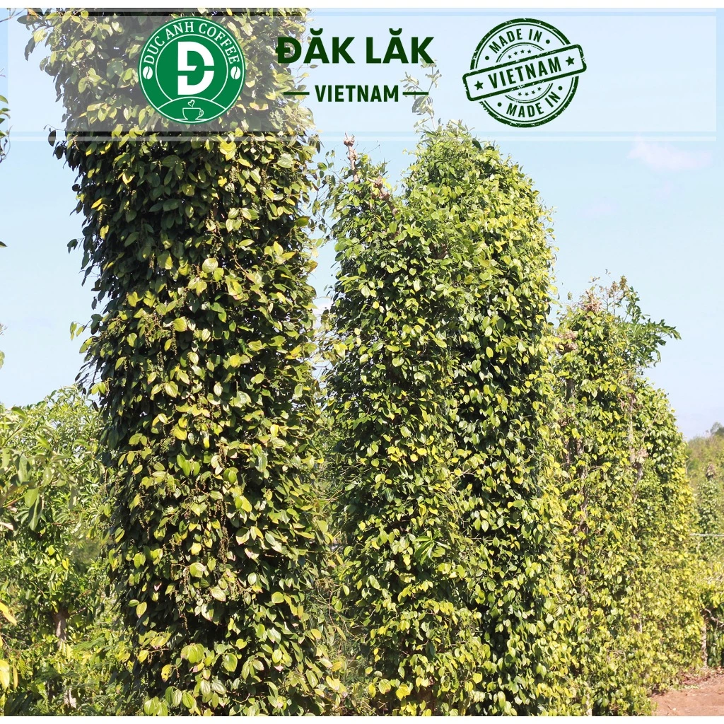 Gói 200g tiêu đen sạch nguyên hạt chưa xay, thơm chắc hạt từ nông trại cà phê Đức Anh - 5