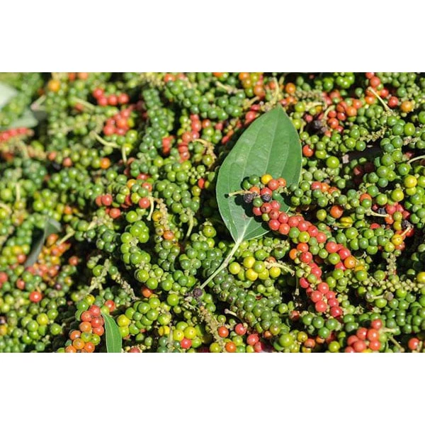 1KG Hạt tiêu đen nhà trồng - hạt tiêu đen đắl lắk - HẠT TIÊU SẠCH - 2