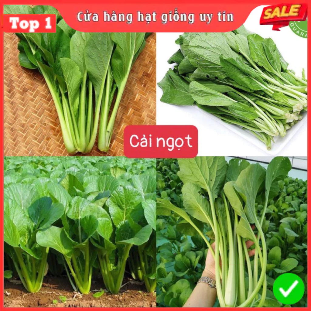 Hạt Giống Rau Cải, Rau Gia Vị & Củ Quả Các Loại 4 Mùa Ăn Quanh Năm, Giống F1 Nảy Mầm Tốt - 3