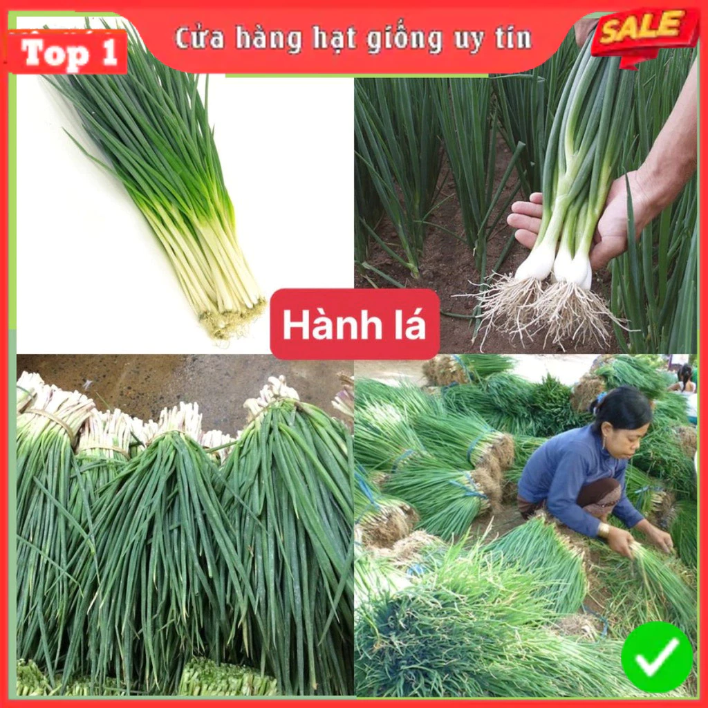 Hạt Giống Rau Cải, Rau Gia Vị & Củ Quả Các Loại 4 Mùa Ăn Quanh Năm, Giống F1 Nảy Mầm Tốt - 6