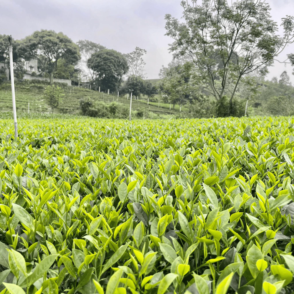 Trà Thái Nguyên, Gói 100g Trà Nõn Thượng Hạng Móc Câu Ngon Trà Bắc Đặc Sản Chè Tân Cương - TRÀ YẾN ĐỨC - 6