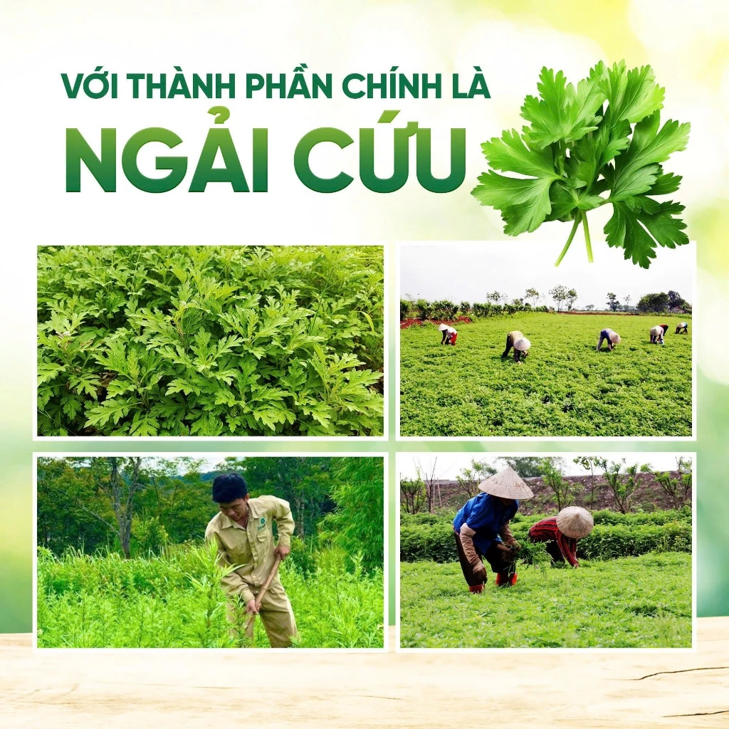 Combo Thảm Và Gối Ngải Cứu Hoàng Thịnh An Cao Cấp Chính Hãng, Thải Điện, Đệm Sưởi Ngải Cứu Đông Y - 4