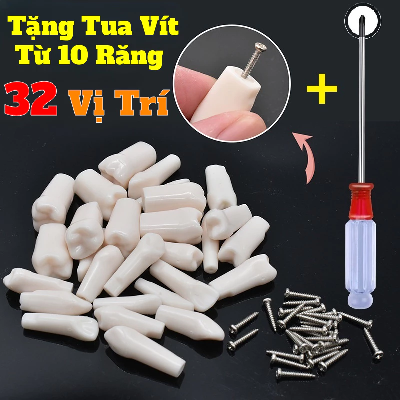 [Hỏa Tốc] Răng Nhựa Thực Hành Nha Khoa - Răng Mô Hình Cho Sinh Viên Tập Mài Cùi | Tặng Kèm Ốc Vít