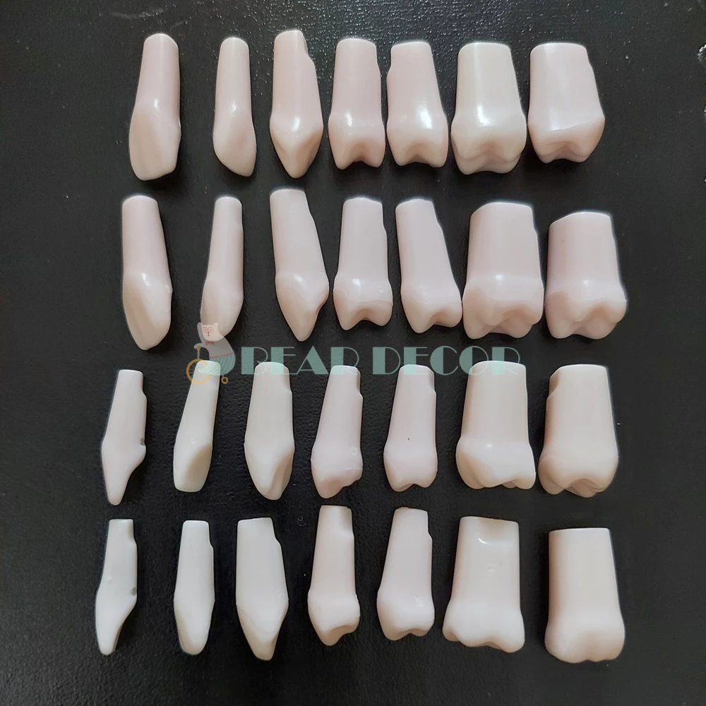 [Hỏa Tốc] Răng Nhựa Thực Hành Nha Khoa - Răng Mô Hình Cho Sinh Viên Tập Mài Cùi | Tặng Kèm Ốc Vít - 3