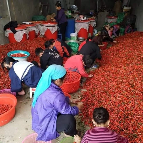TƯƠNG ỚT SIÊU CAY TƯƠNG ỚT MƯỜNG KHƯƠNG ĐẶC SẢN LÀO CAI MIỀN TÂY BẮC BỘ (CAN 5L) TOMK02